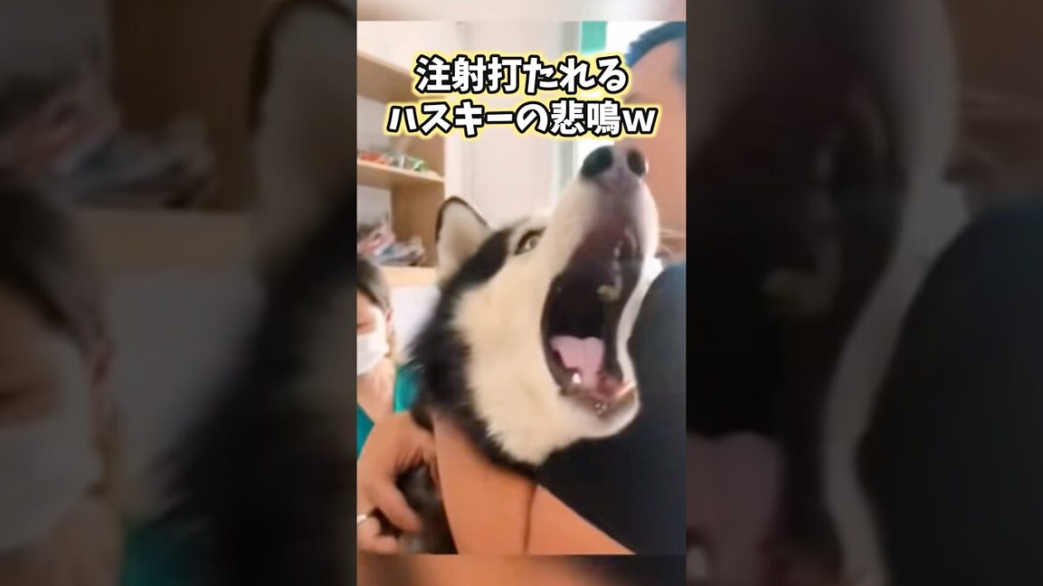 ハスキーの可愛すぎてニヤける動画まとめwww #ハスキー #犬 #犬のいる暮らし #犬のいる生活 #いぬ #可愛い #かわいい #癒し #ペット #動物 #2ch #shorts