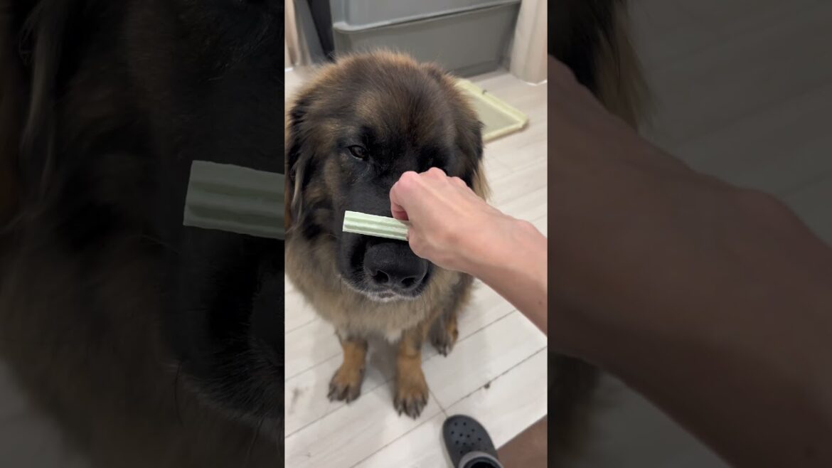 【超大型犬】　ショート オヤツチャレンジ　Leonberger　レオンベルガー # Shorts  #大型犬のいる生活  #モフモフ #オヤツチャレンジ