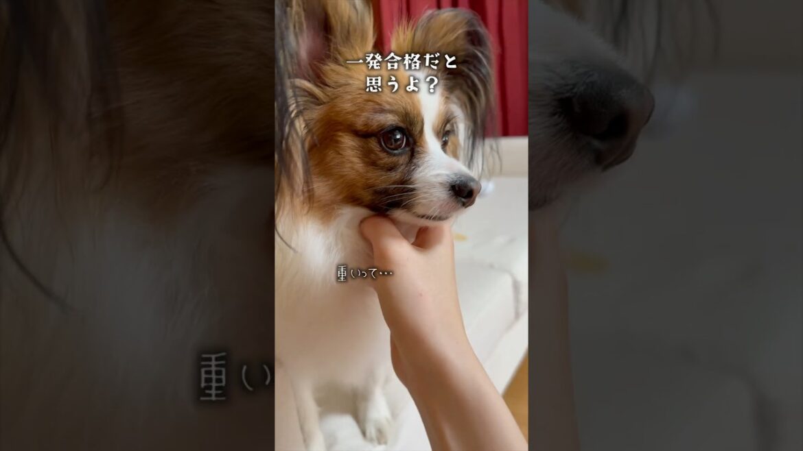 妹を下敷きにする兄犬　#犬のいる暮らし #パピヨン #shorts