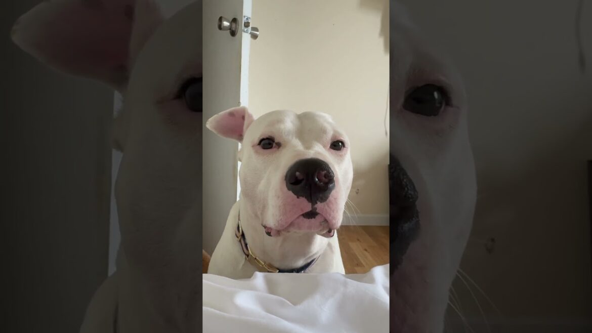 PERSONAL ALARM CLOCK #love #puppy #staffy #pitbull #terriermix #pets #petlover #dog #americanbully