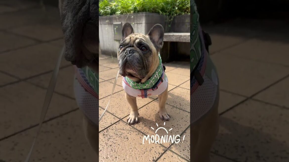 おはよう☀クールネック始めました🐶フレンチブルドッグの看板犬ぶーちゃん#shorts