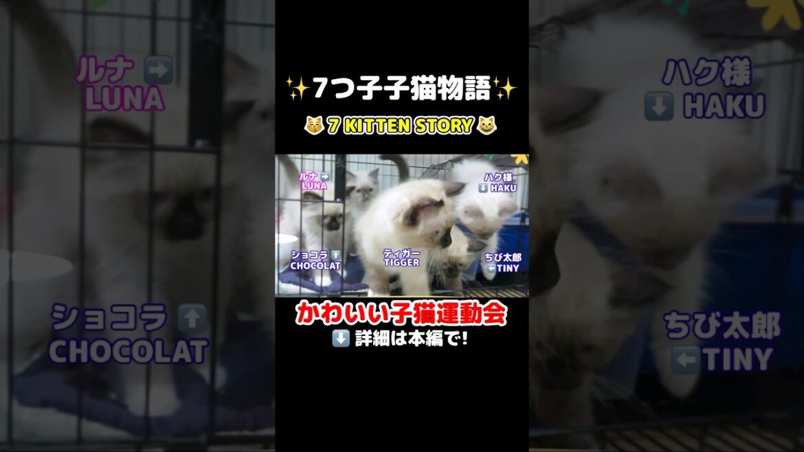 😸かわいい子猫の運動会💪 #shorts #ラグドール #子猫