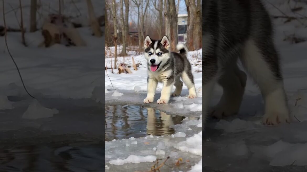 5-Second Husky Madness: Ice Bomb Attack! ❄️ハスキーの氷水地獄…クシャミ連発でも止まらない！🌨️ #dog #shorts