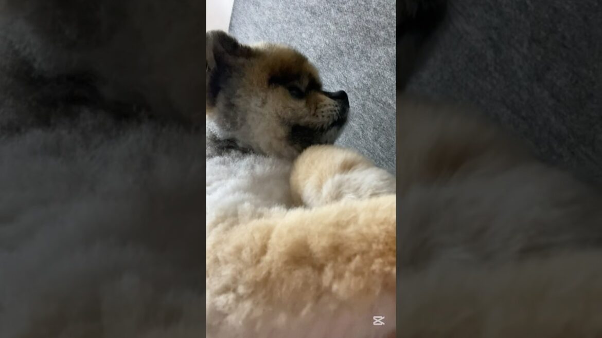 6/ 13    パパを迎えに出たら、すれ違っちゃった           #ポメラニアン#shortsfeed