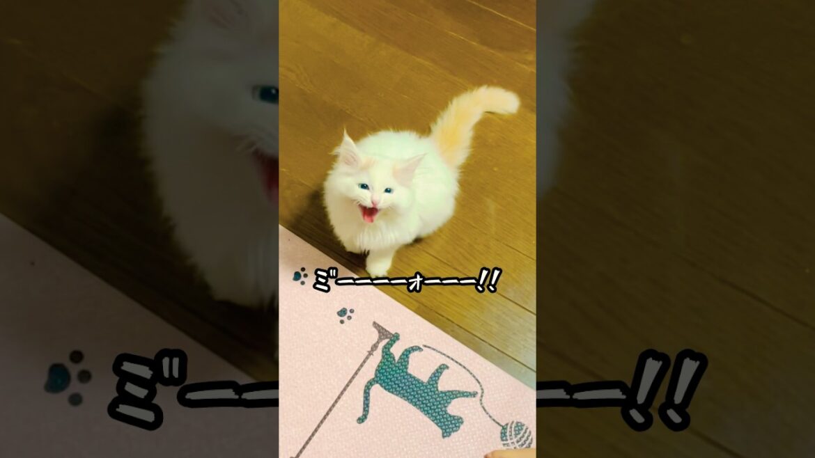 子猫の頃と大猫になった現在の鳴き声が全く違うおチビ #猫 #ラガマフィン