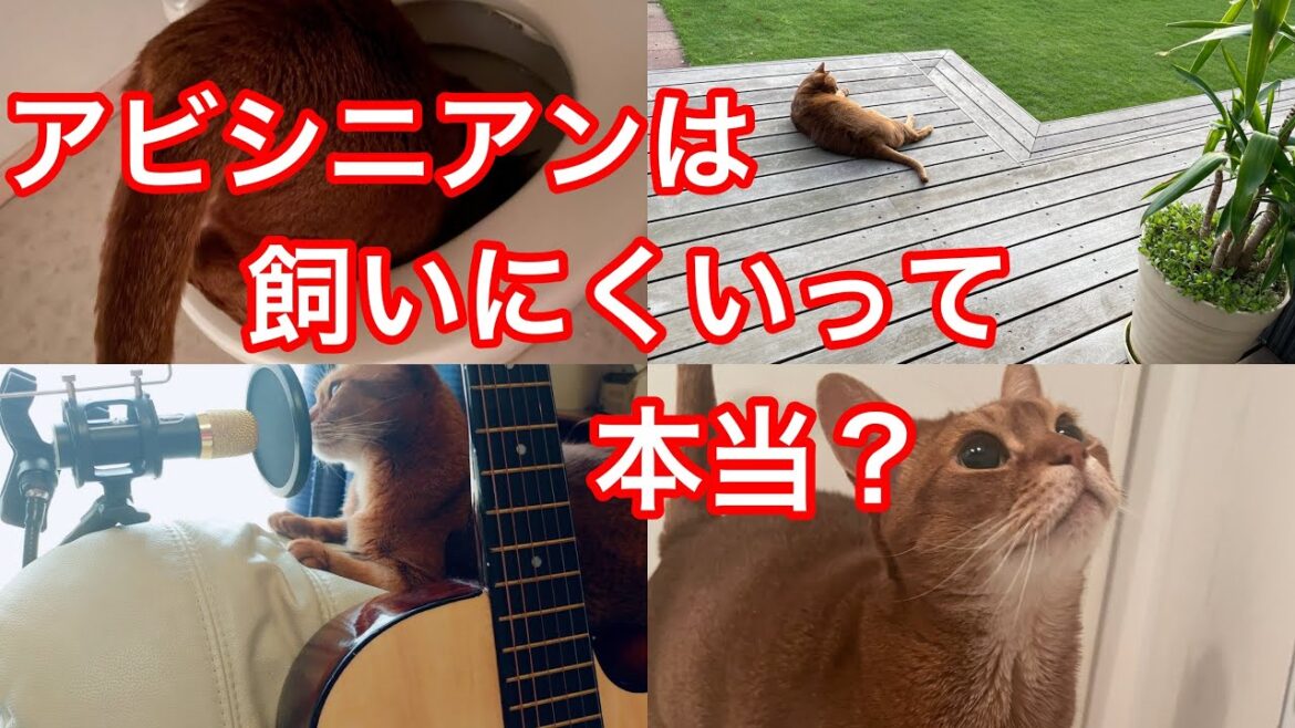 アビシニアンは飼いにくいって本当？実際はどうなの？注意点は？