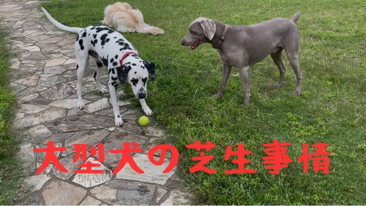 【大型犬に耐える芝生】ワンコが喜ぶ芝生を目指して試行錯誤