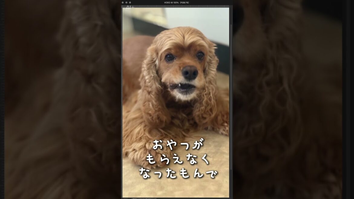 アリスがなんか言ってるぞ？ #pets #アメリカンコッカースパニエル #cute #愛犬