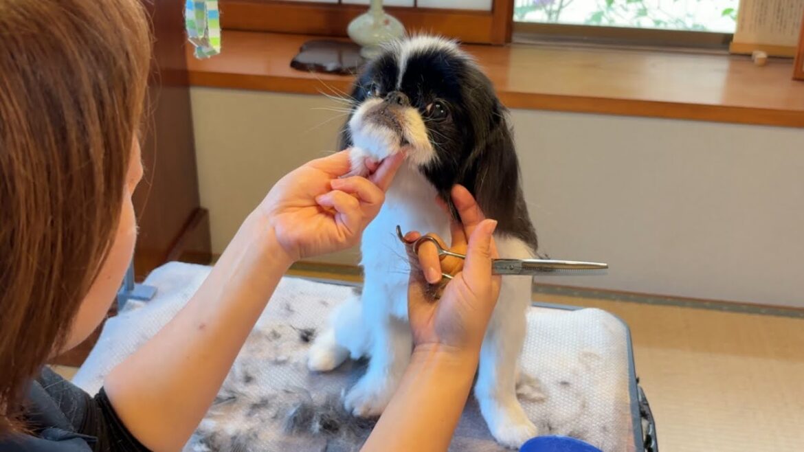 ロングヘアの狆（チン）サマーカットで大変身！【訪問トリマー解説付き】