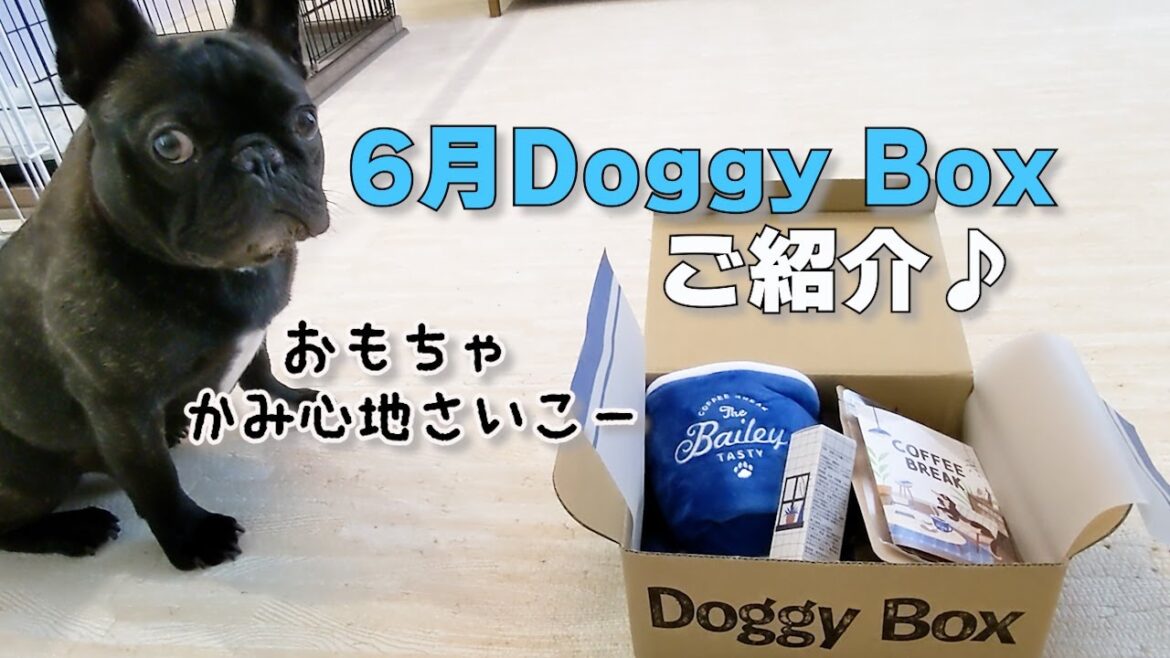 【フレンチブルドッグ】6月のDoggy Boxご紹介♪おもちゃの食いつき最高ですｗ