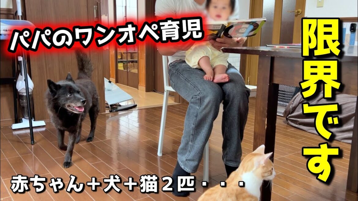 【限界】【ワンオペ育児】犬と猫と赤ちゃんをパパ一人で子守りした結果・・・