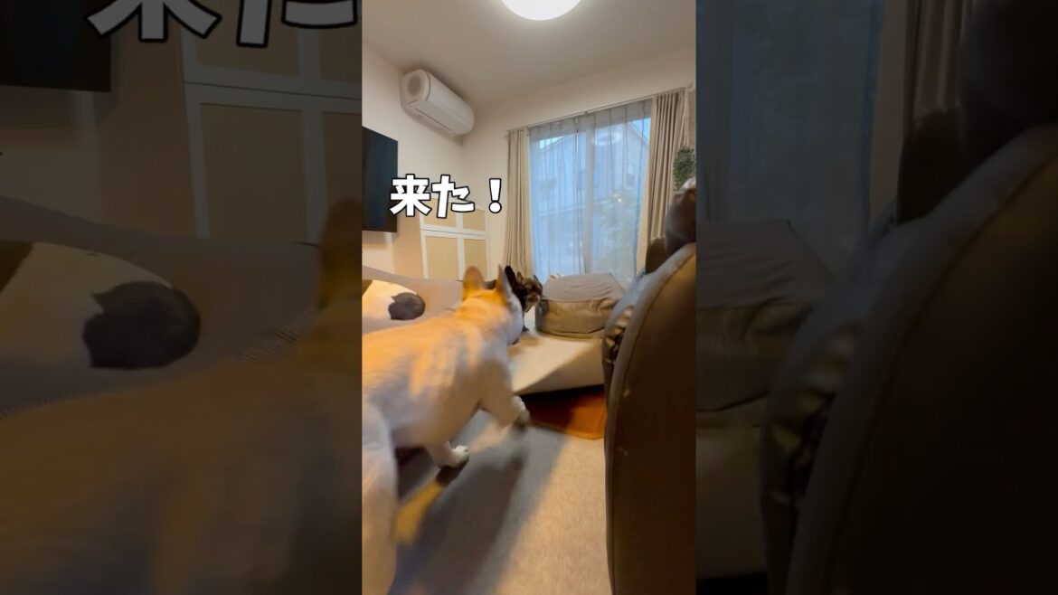 挑発する兄犬VS余裕の弟犬🔥#shorts#shortsvideo #frebull#frenchbulldog#フレブル6兄弟 #フレンチブルドッグ #フレブル多頭飼い