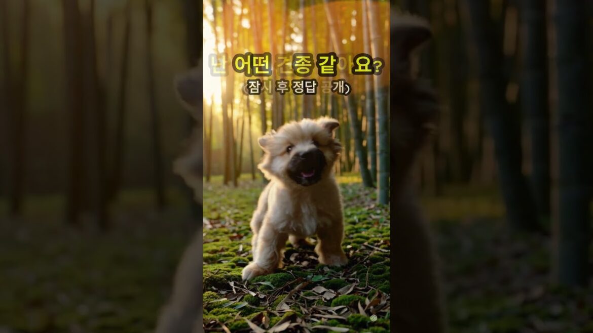 대나무숲을 지키는 수호자? | Tibetan Terrier #pets #애견영상 #puppy #cutedog #강아지 #love #cute 대나무숲을 지키는 수호자? | Tibetan Terrier #pets #애견영상 #puppy #cutedog #강아지 #love #cute