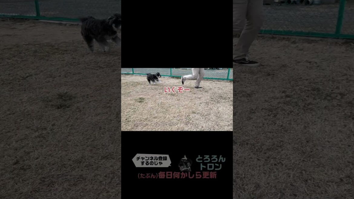 箱入り犬がハードルに挑戦した結果 #ミニチュアシュナウザー #犬のいる生活  #小型犬