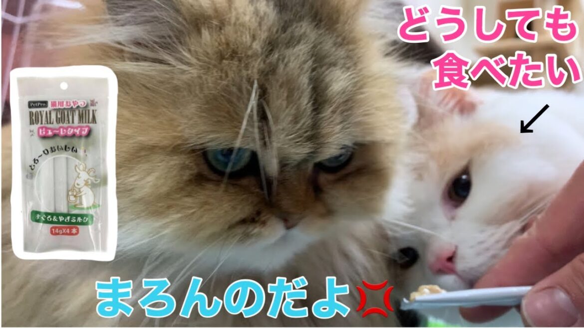 おやつの試食会をしたねこちゃんズ【ブリティッシュショートヘア、スコティッシュフォールド、ペルシャ】
