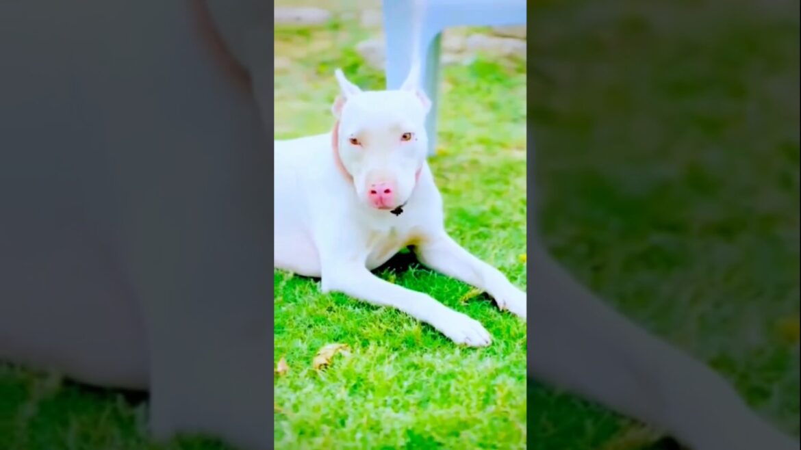 which type of dog is this did you know#pitbull#bostonterrier#blackwolf#germanshepheard#shortvideo