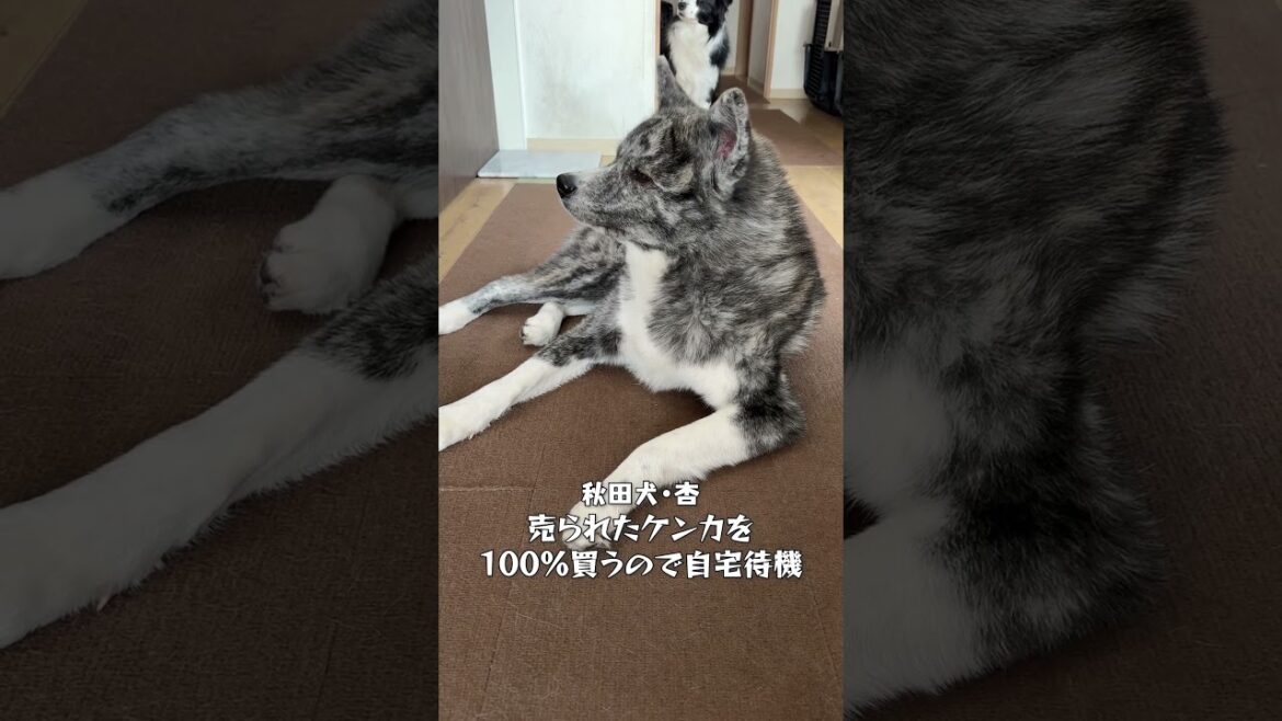 それぞれのドッグランの過ごし方【チャウチャウ・秋田犬・ボーダーコリー・ラブラドールレトリバー】【多頭飼い】【大型犬】＃Shorts