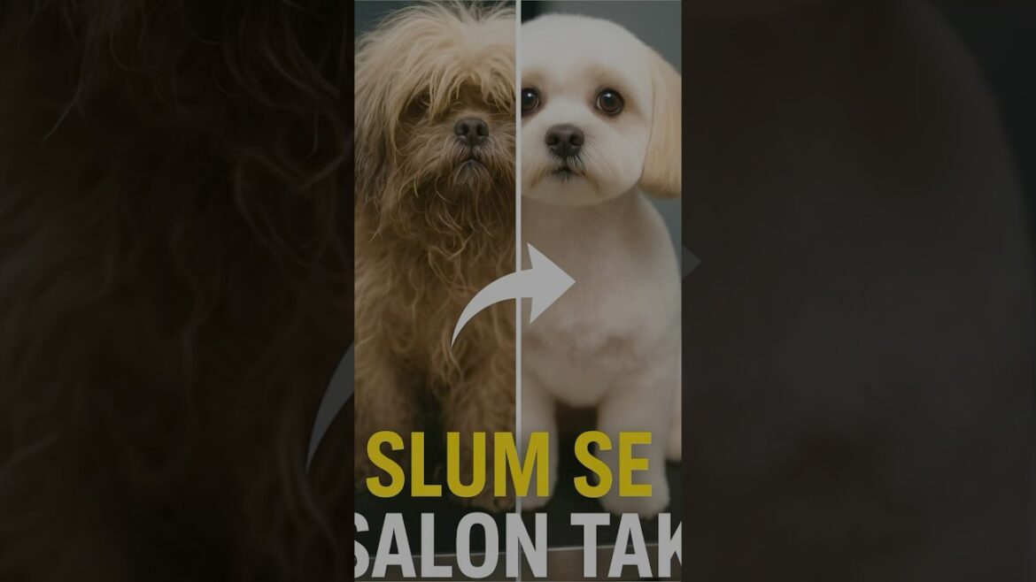 Grooming a Rescue Dog: Before and After Transformation : Lhasa Apso  Dog  #pets #grooming #petshop