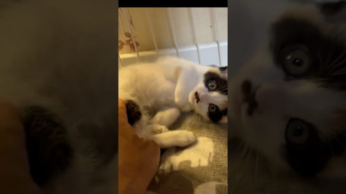 【保護猫】初めて我が家かなきた三毛猫のきなこ社長！#保護猫 #子ネコ #猫のいる暮らし #shorts #きなこ