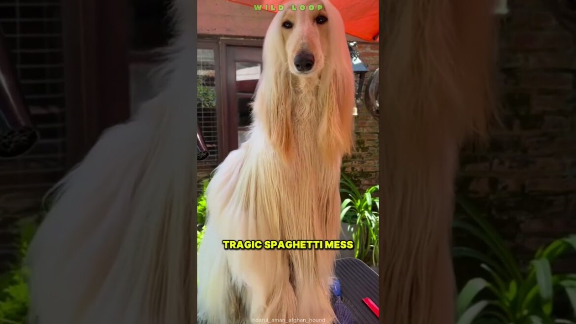 アフガンハウンド🐩 この雄大な犬の毛はあなたの毛よりも素晴らしい アフガンハウンド🐩 この雄大な犬の毛はあなたの毛よりも素晴らしい