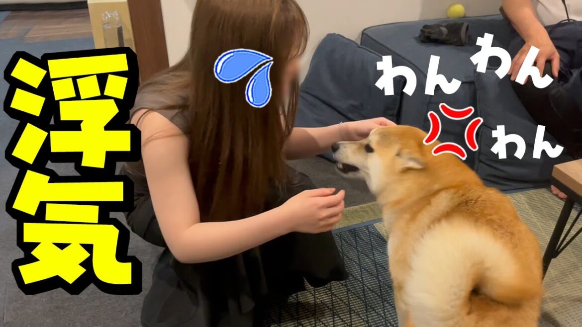 娘から謎の知らない匂いが！犬語でブチギレどつき回す柴犬がこちらです