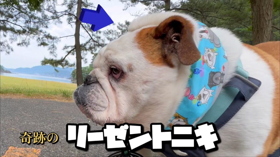 散歩に行って水がぶ飲みしたら出来上がった奇跡のリーゼントニキ。
