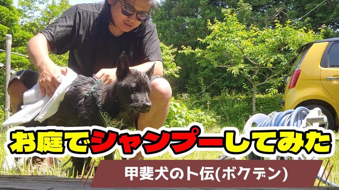 【甲斐犬】水嫌いな犬を庭でシャンプーしてみた