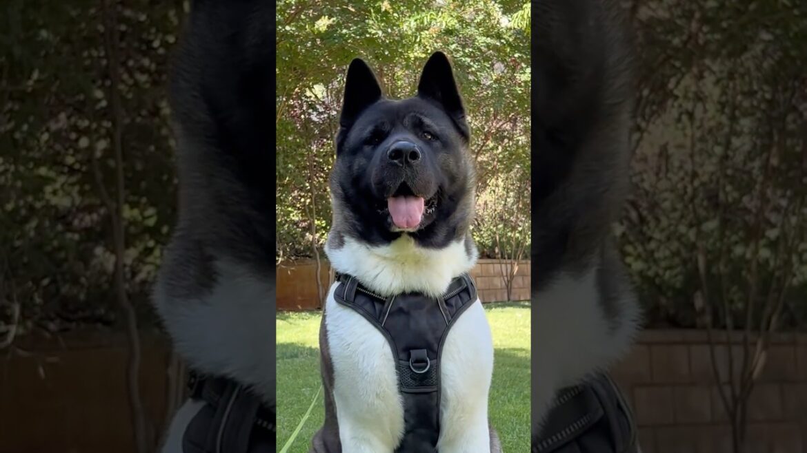 American Akita | 5 Facts You Didn’t Know! #shorts #americanakita #akita #doglife #dogshorts