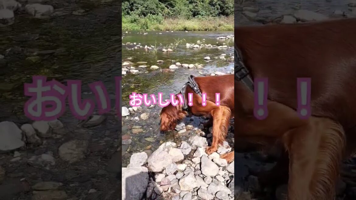 はじめての川遊び？ #irishsetter #アイリッシュセッター #大型犬 #ペット #大型犬のいる生活 #犬のいる暮らし