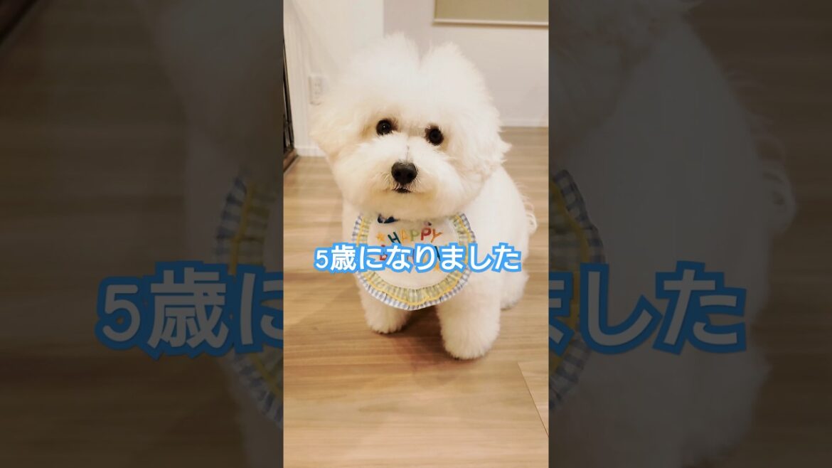 【ビションフリーゼ】お誕生日ケーキをあげたら喜んでくれました 【犬と猫、両方飼ってると毎日かわいい♥】