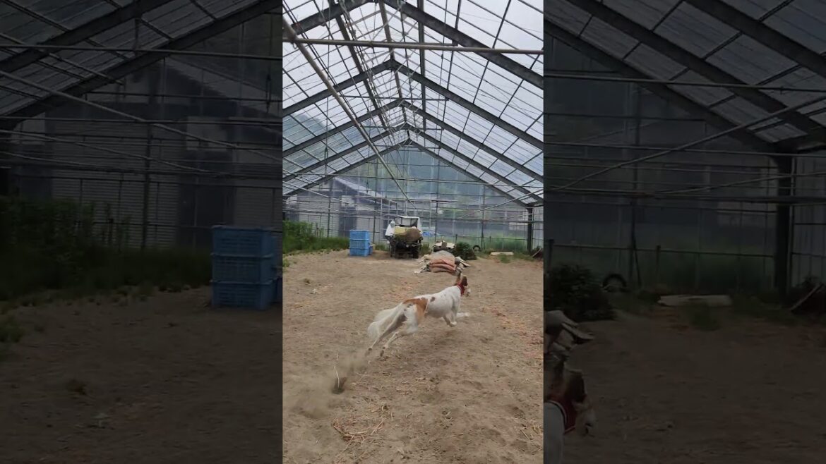 雨の日の運動#shorts #サルーキ #犬 #saluki #sighthound #dog