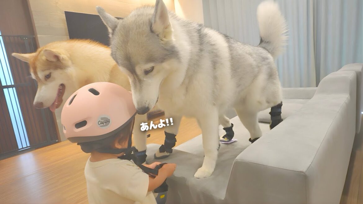 真面目な２歳児と渋々付き合う愛犬たちの防災訓練が可愛すぎました...笑