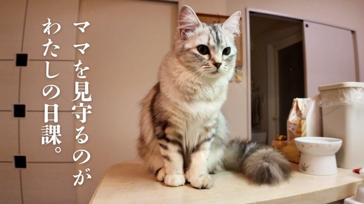 キッチンでママを見守るのが日課｜お家にきて約２カ月｜キンカローのルル