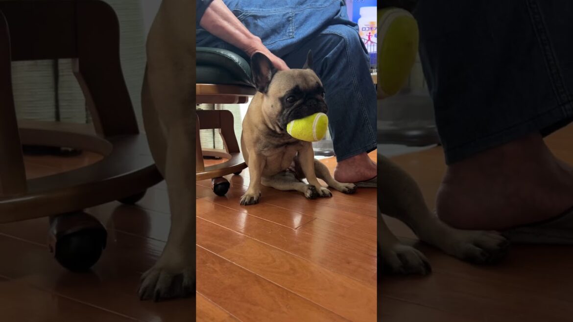 今日はじぃじに甘えてまつ【フレンチブルドッグ】