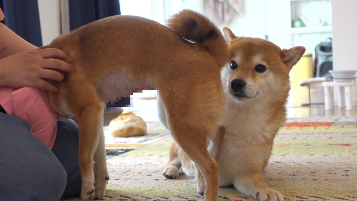 柴犬妹、再び病院へ。その時兄の反応が優しすぎた。 柴犬妹、再び病院へ。その時兄の反応が優しすぎた。