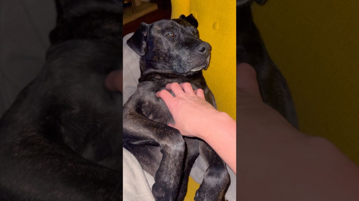 Senior Staffy Love ❤️