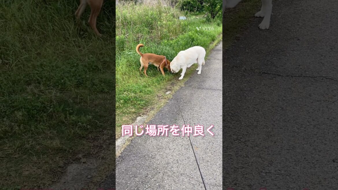 仲良く同じ場所を・・・。　#保護犬 #dog #犬 #かわいい #labrador #雑種犬 #散歩