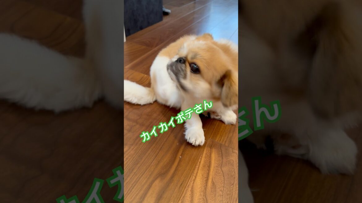 カイカイポテさん　#おもしろ犬動画 #おもしろわんこ #ぺきにーず #ペキニーズ #いやしわんこ #演歌 #犬と演歌