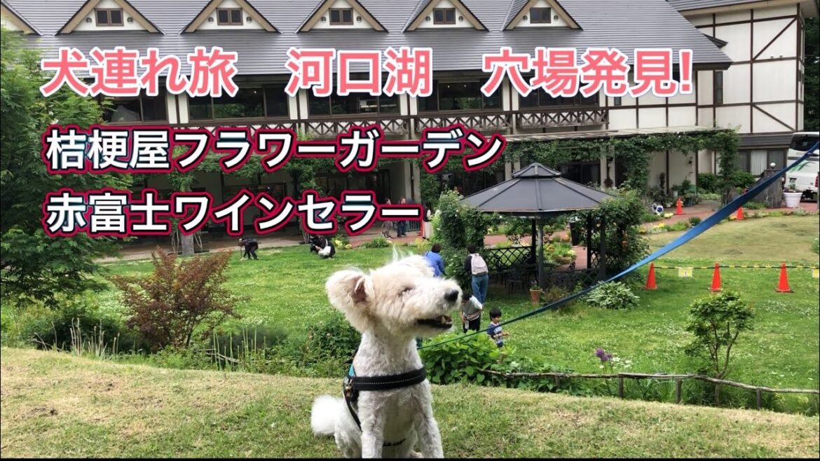 【犬連れ旅 河口湖】 穴場を発見!  実は犬OKだった❣️ 桔梗屋フラワーガーデン、赤富士ワインセラー リーズナブルに楽しめる犬連れOKスポット 【犬連れ旅 河口湖】 穴場を発見!  実は犬OKだった❣️ 桔梗屋フラワーガーデン、赤富士ワインセラー リーズナブルに楽しめる犬連れOKスポット