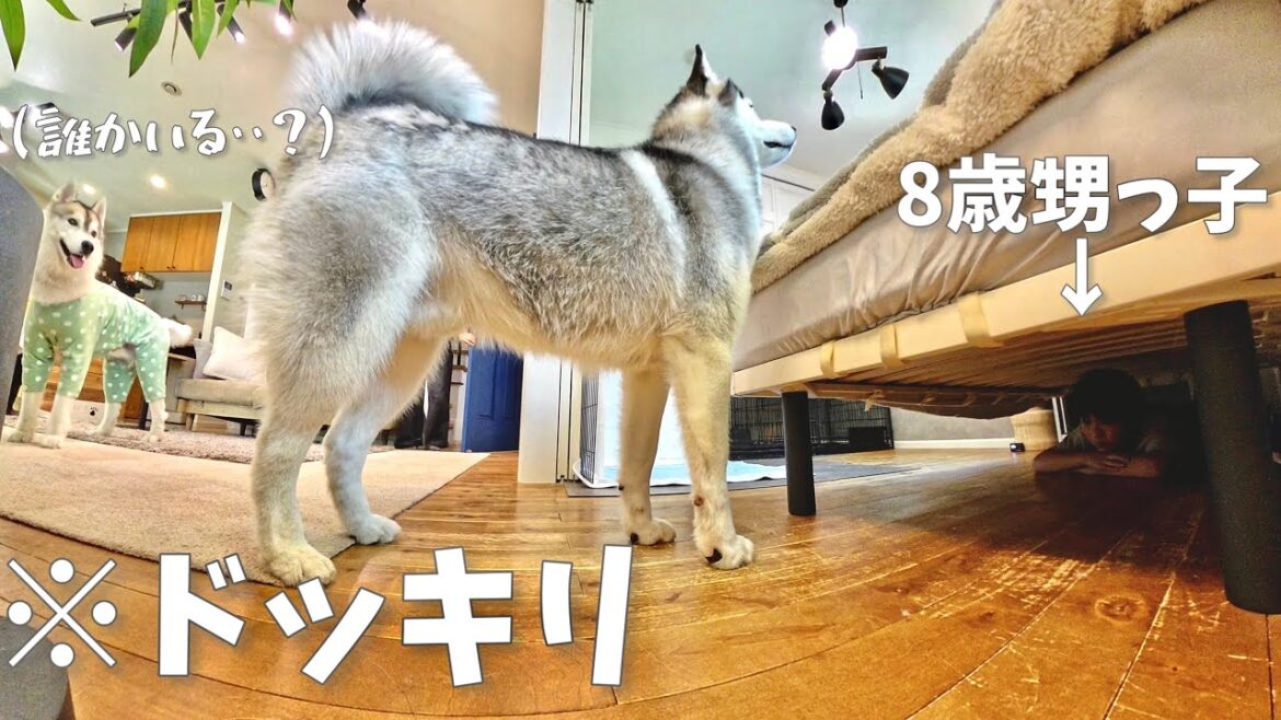 【検証】散歩から帰ると3ヶ月会ってない甥っ子がベッドの下に隠れてたら気づくのか！？　【シベリアンハスキー】