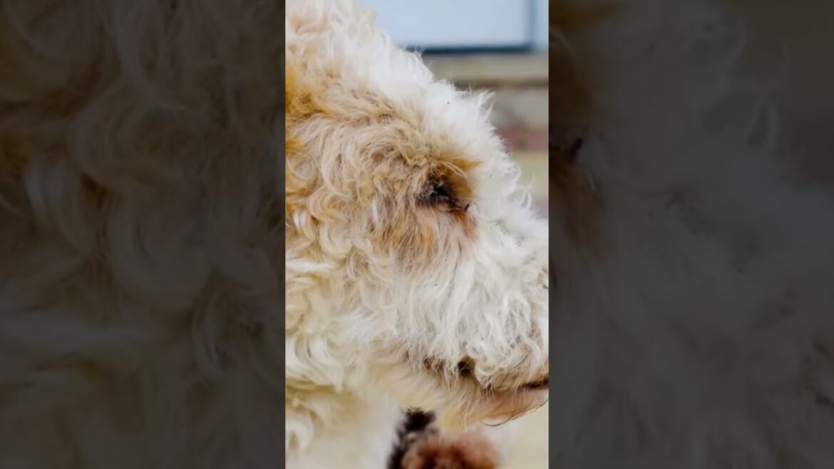 Why Airedale Terriers Are the Smartest Dogs