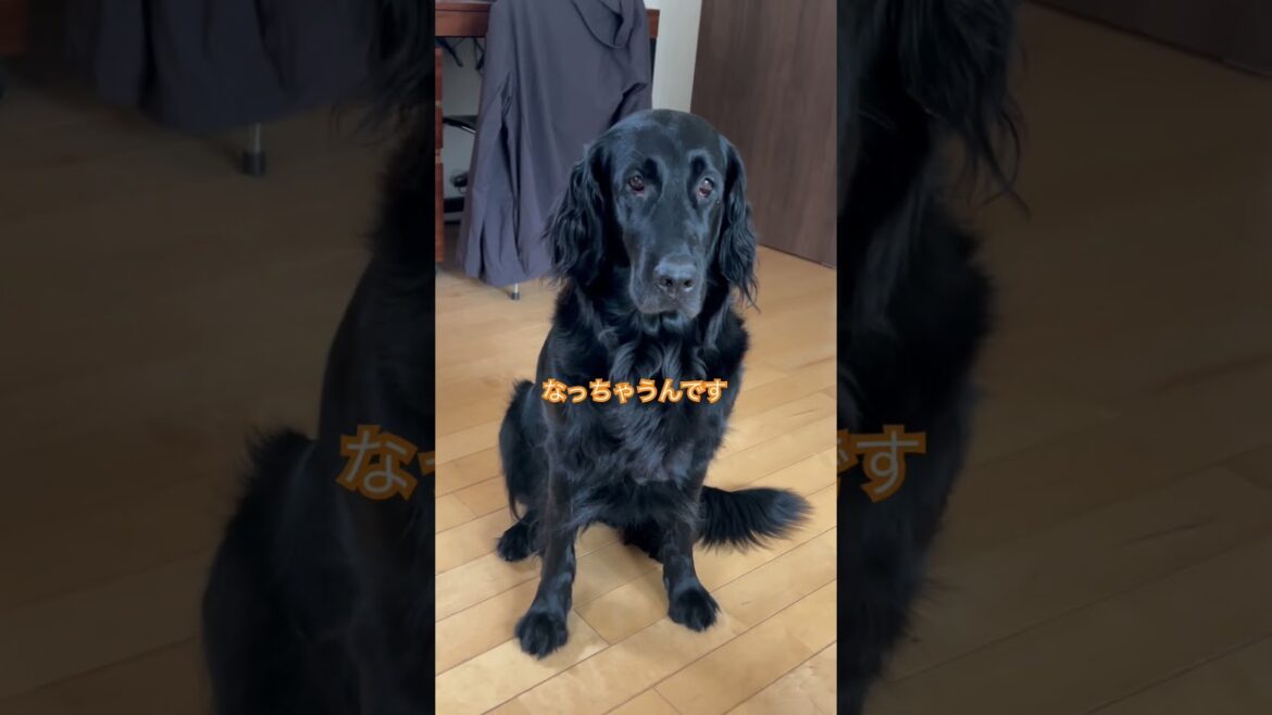 実は#flatcoatedretriever #フラットコーテッドレトリバー #実は