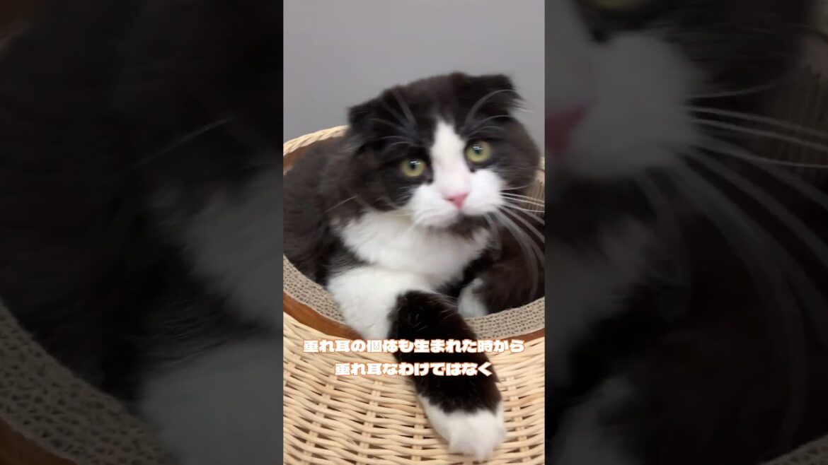 スコティッシュフォールドってどんな猫？ #cat #猫カフェmocha #ねこ