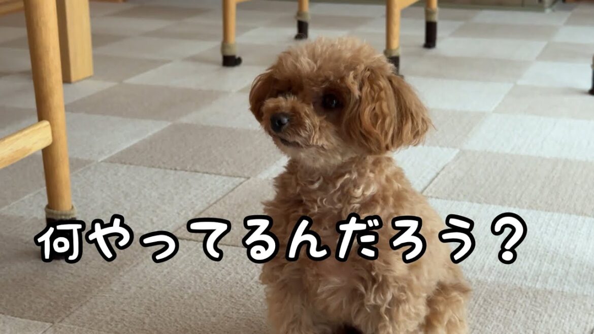 組み立て作業をガン見するトイプードル