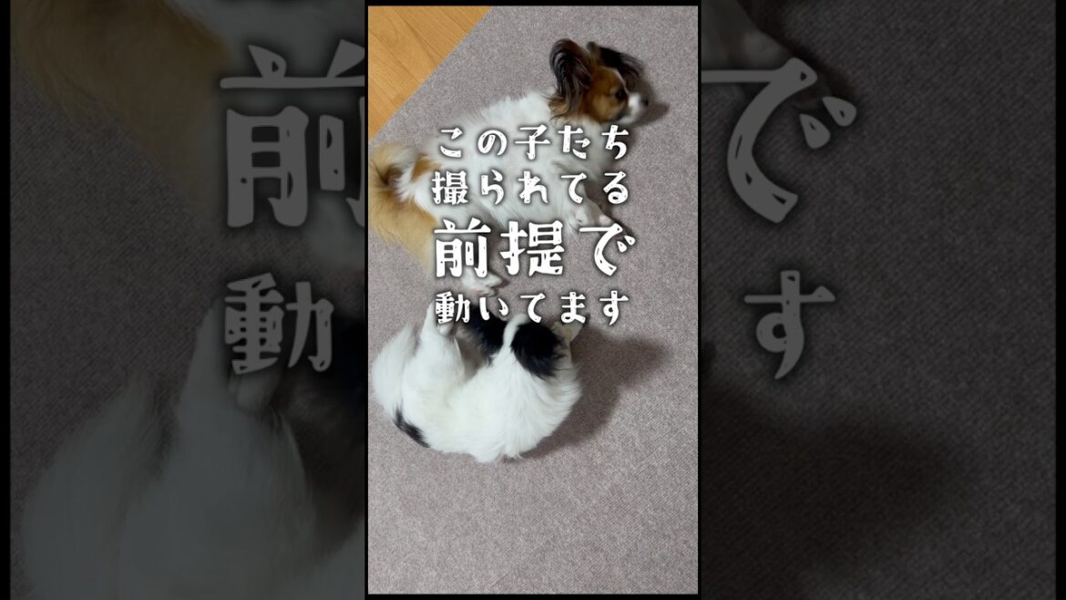 自然体は全部ウソ！　#犬のいる暮らし #パピヨン #shorts