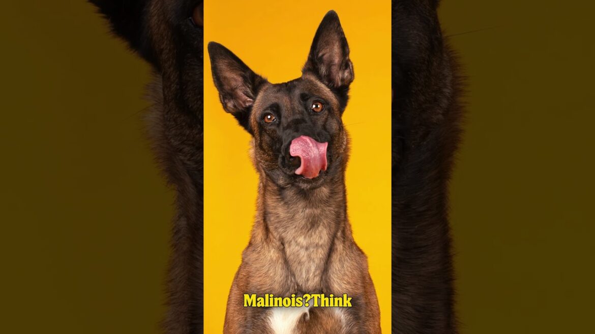 Don’t Get the Wrong Dog! Malinois vs German Shepherd Explained #germanshepherd #belgianmalinois