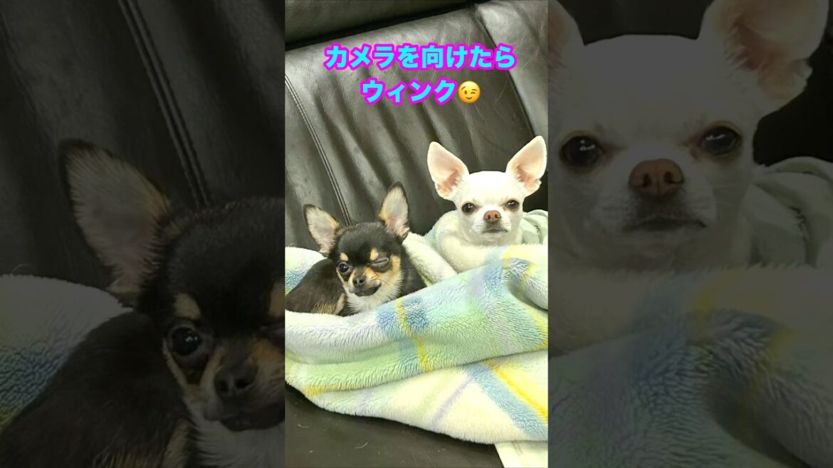 うちのスムースコートチワワ達【多頭飼いスムチーず】 #かわいい犬 #チワワ #癒し