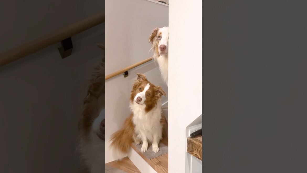 寝る時間になると階段で待ってる犬達が可愛いすぎる🥺【ボーダーコリー・オーストラリアンシェパード】#shorts