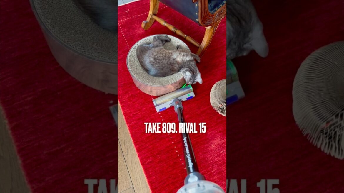 #掃除機 怖くにゃい❗️#ダイソンコードレス掃除機 今朝は猫パンチ出ず #egyptianmaucat #エジプシャンマウ #エジプシャンマウの仲間たち #エジプシャンマウスモーク #shorts