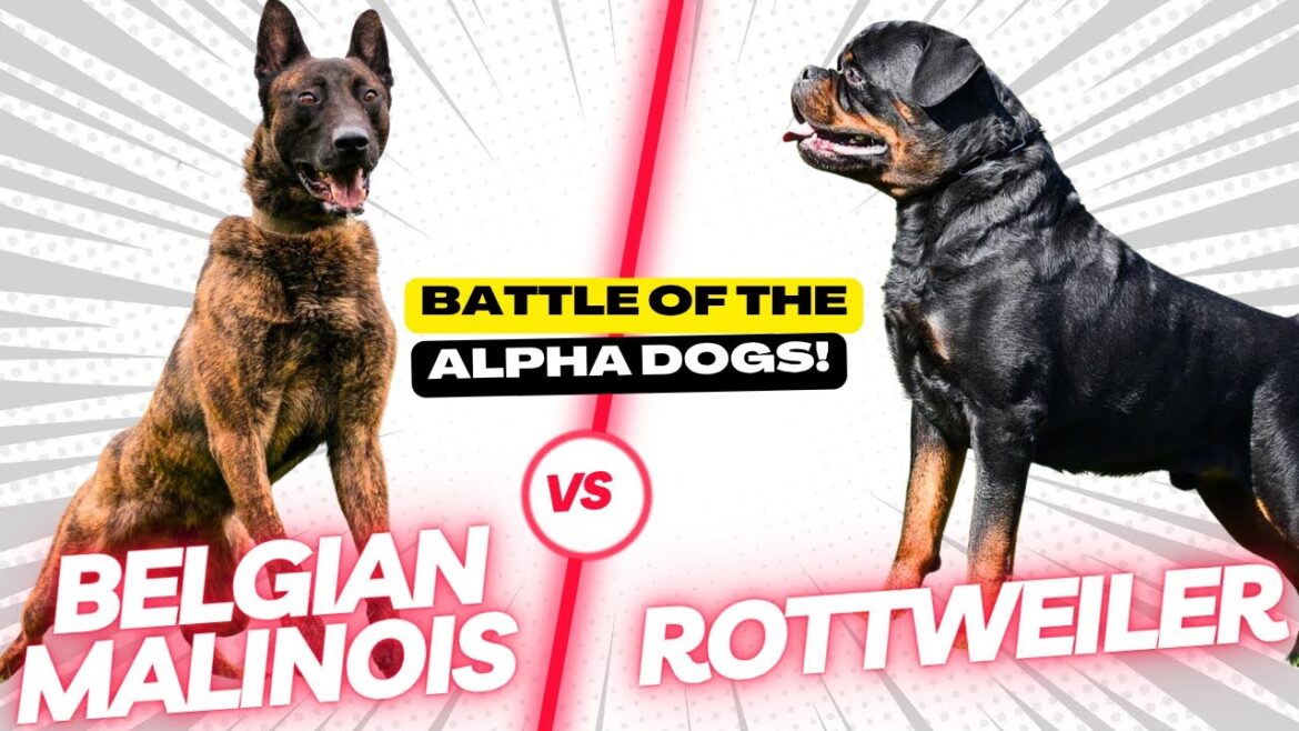 犬のターミネーター？ - ベルジアン・マリノア vs ロットワイラー || アルファ犬の戦い！